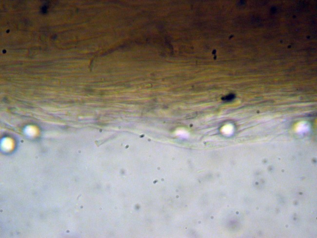 Amanita vaginatae da determinare